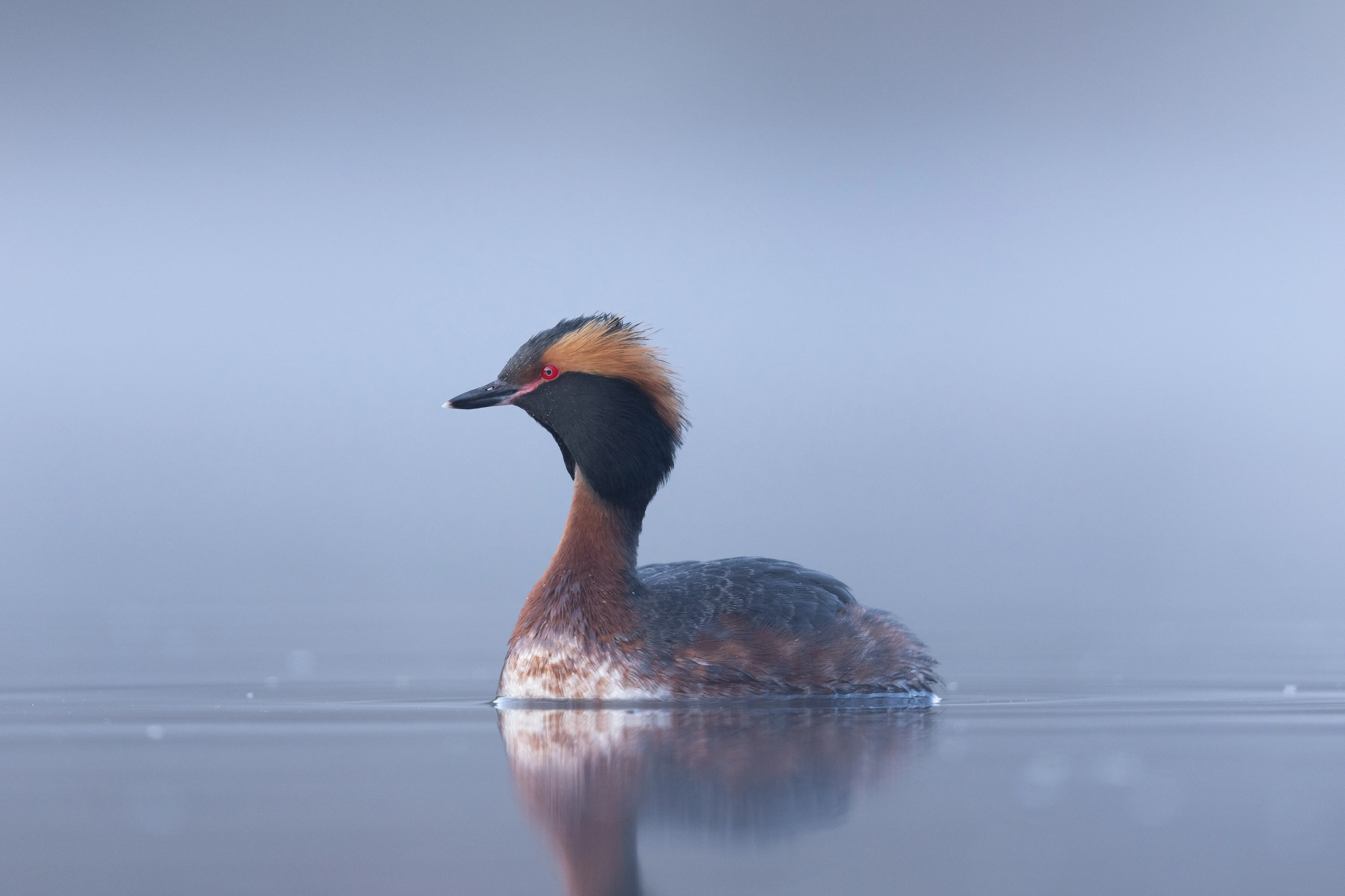 A Horned Grebe in breeding plumage floating on misty calm water — original unedited version