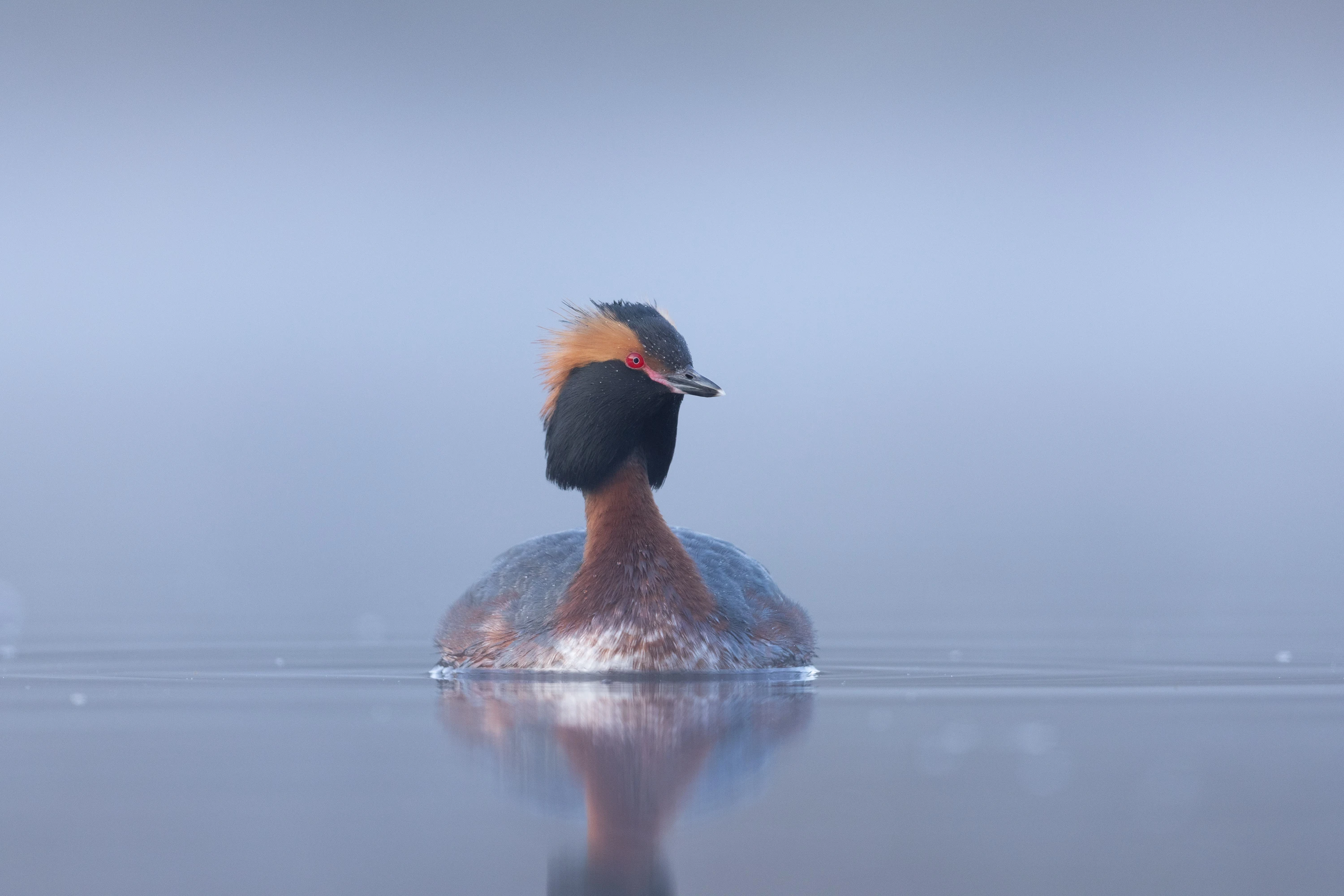 Horned Grebe in breeding plumage floating on calm misty water — original unedited version