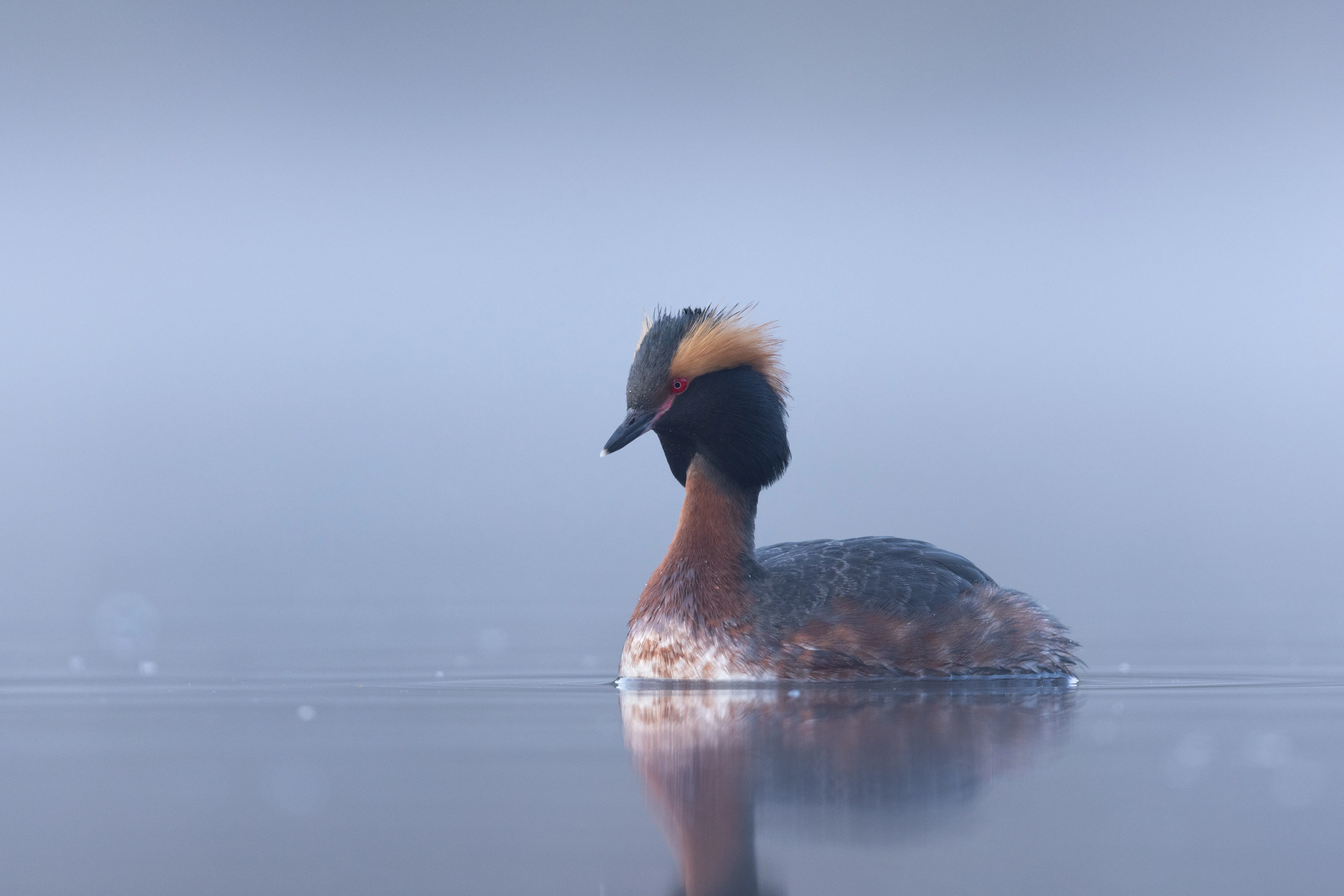 A Horned Grebe floats serenely on calm misty water — original unedited version
