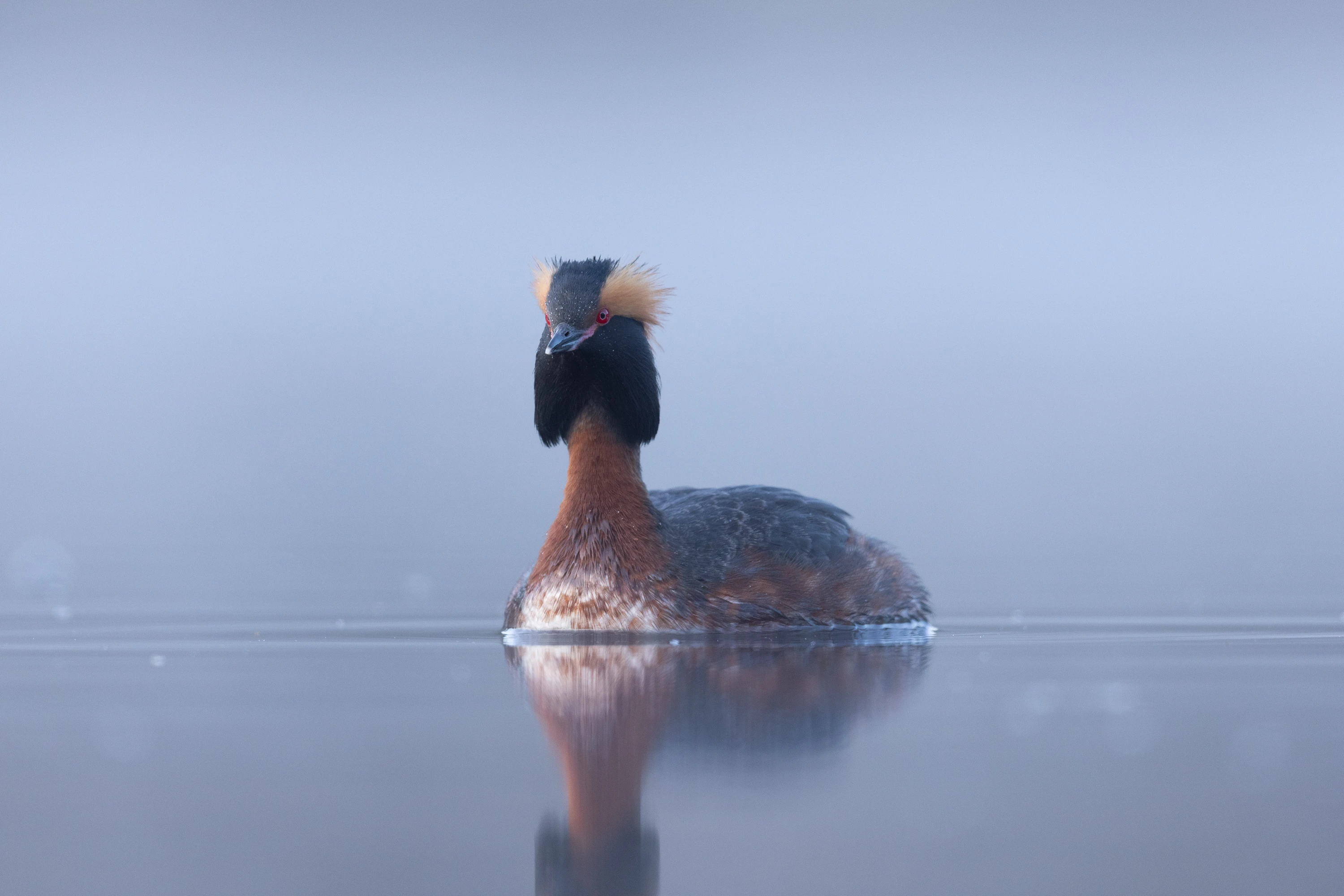 A Horned Grebe in breeding plumage floating on misty calm water — original unedited version