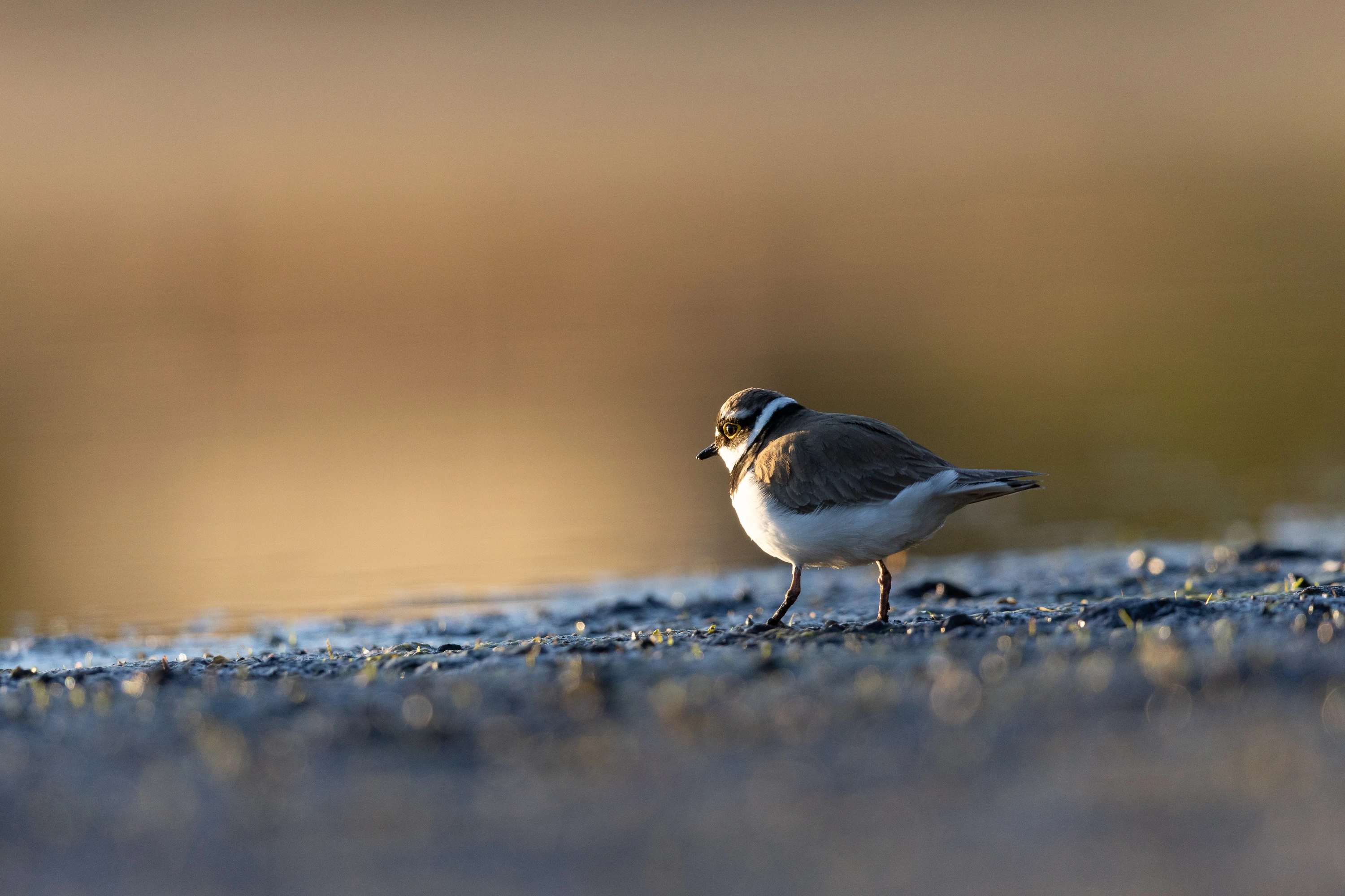 A Little Ringed Plover walking on a gravelly shoreline at golden hour — original unedited version