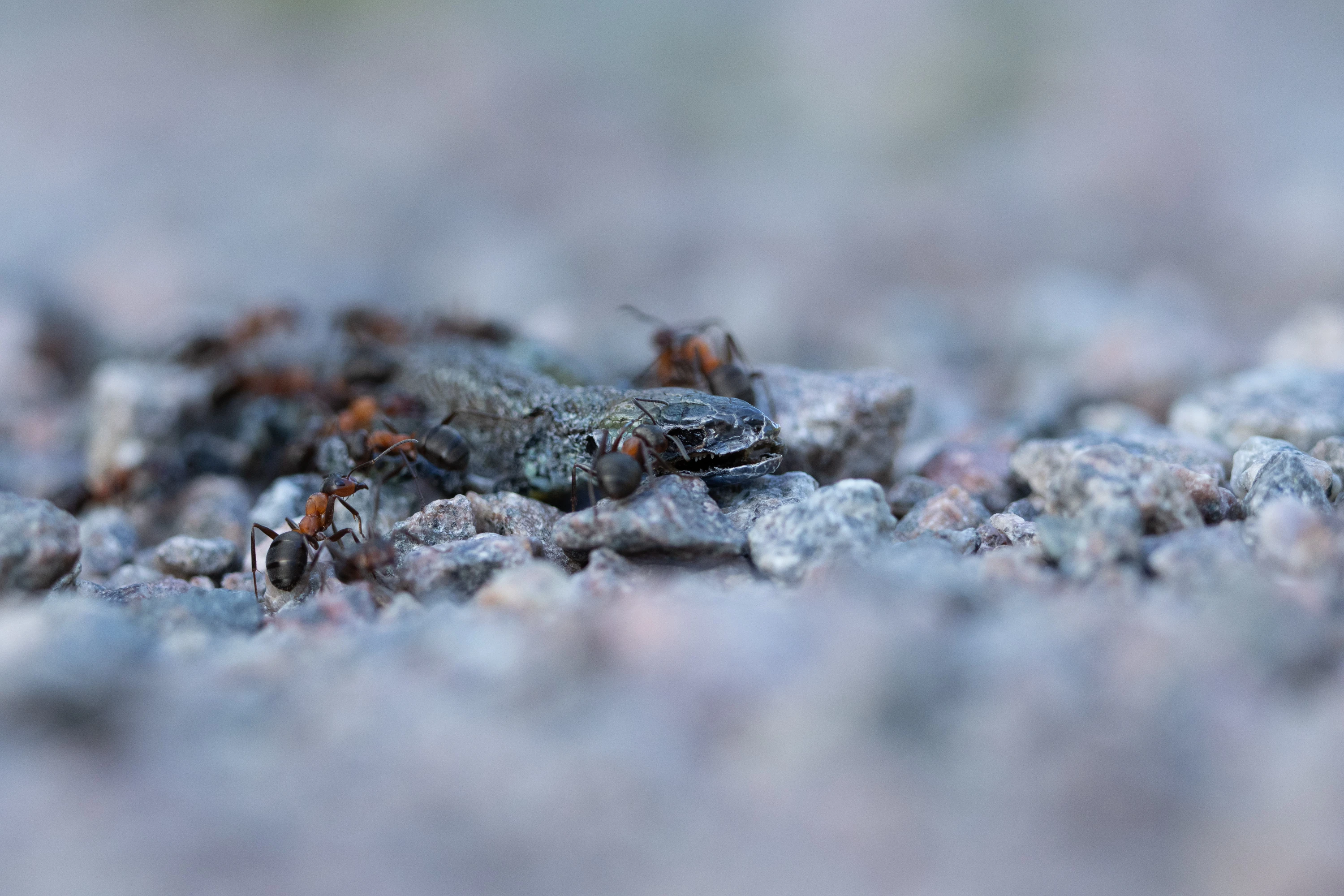 Red wood ants scavenging a dead insect on rocky ground — original unedited version