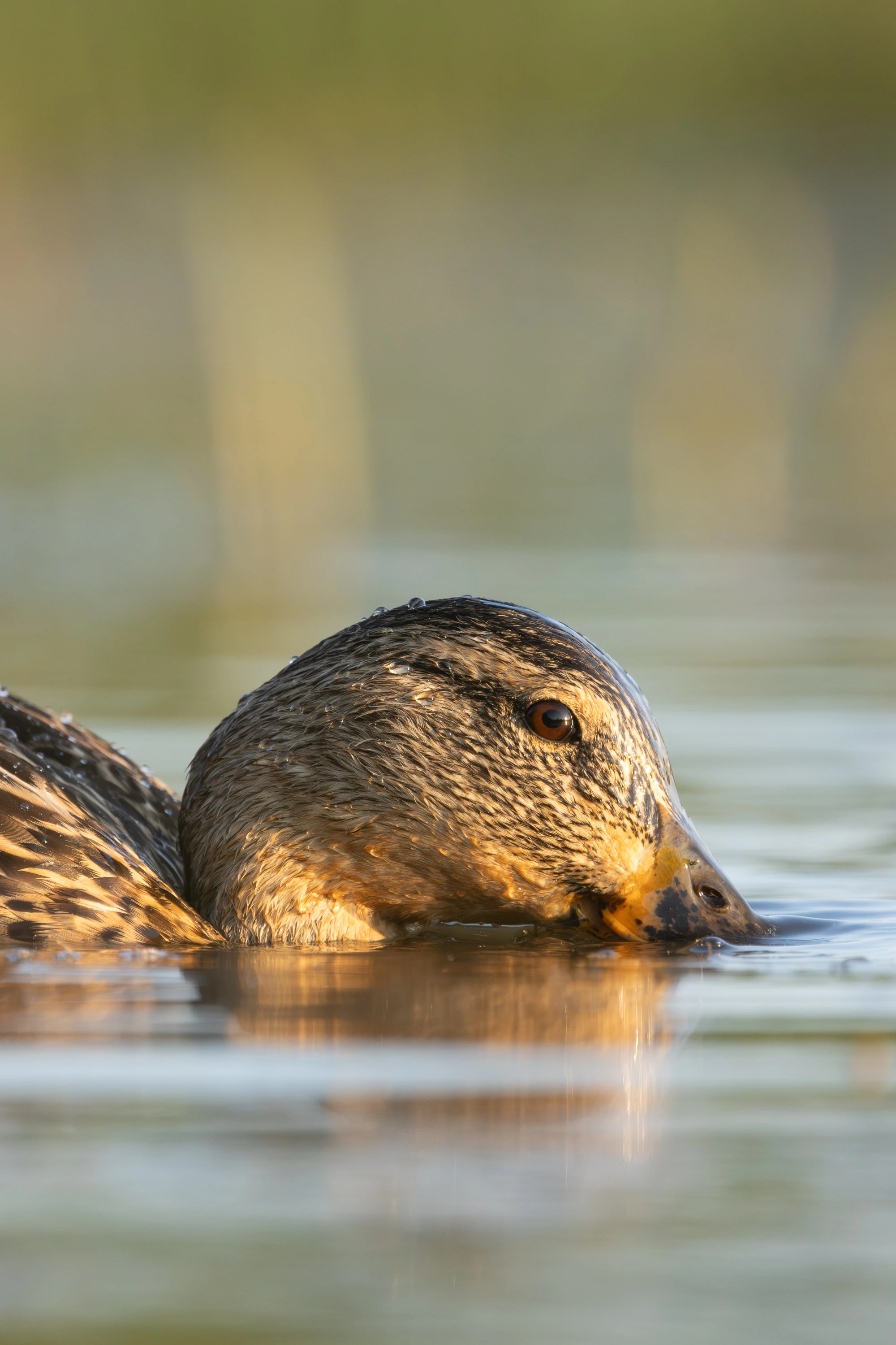 Female mallard duck drinking from a calm water surface — original unedited version