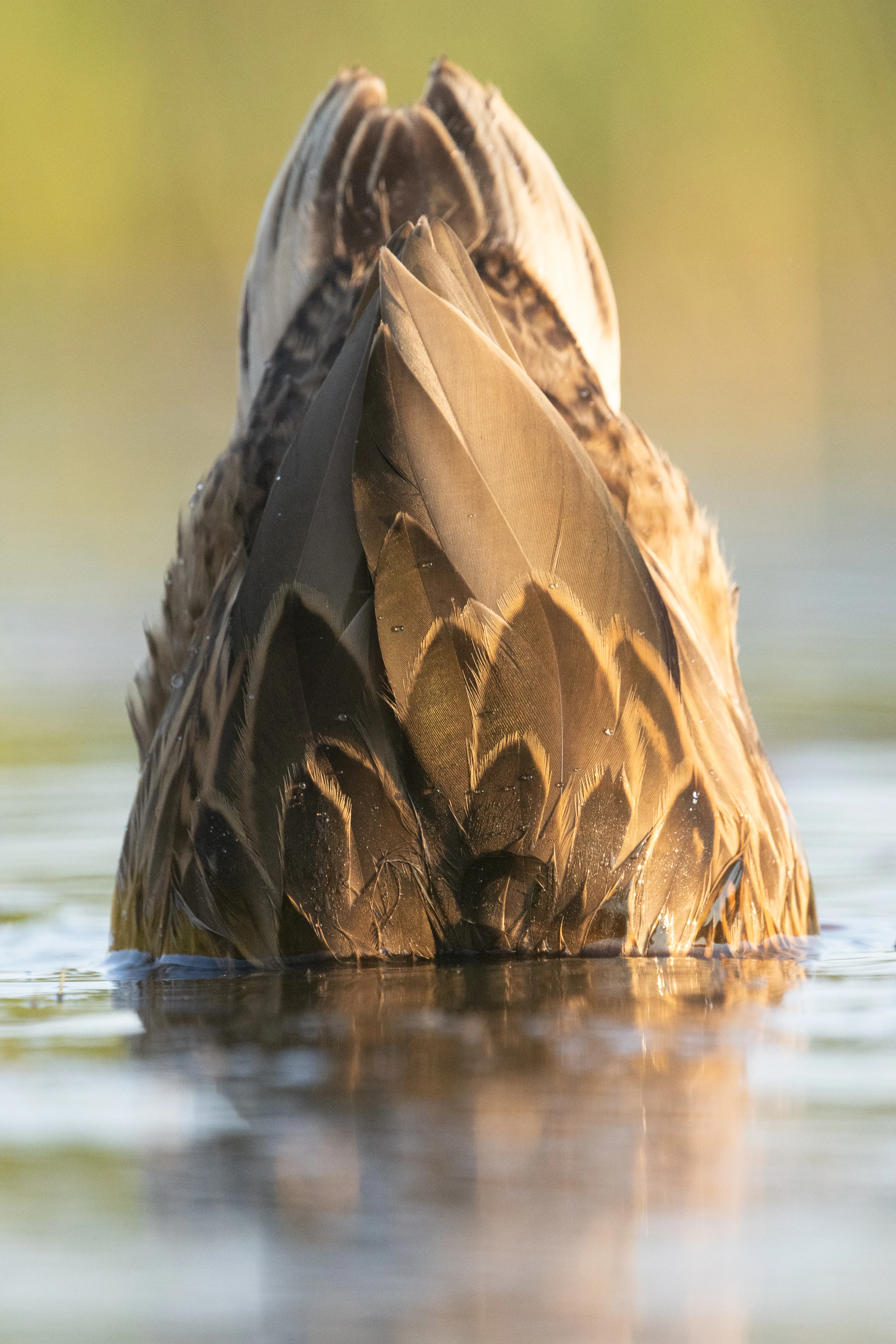 A dabbling duck upended in golden light, tail feathers raised above water — original unedited version
