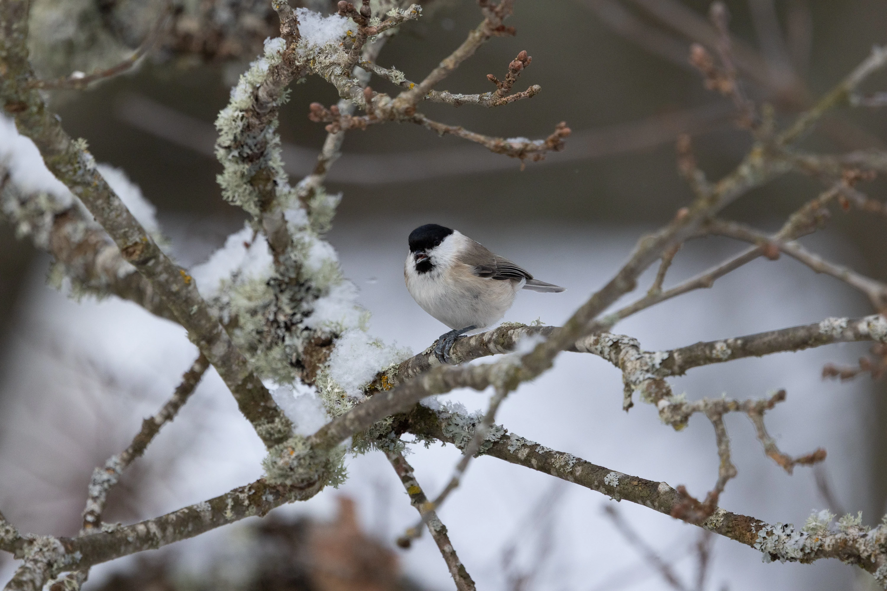 Small tit perched on a snow-dusted lichen-covered branch — original unedited version
