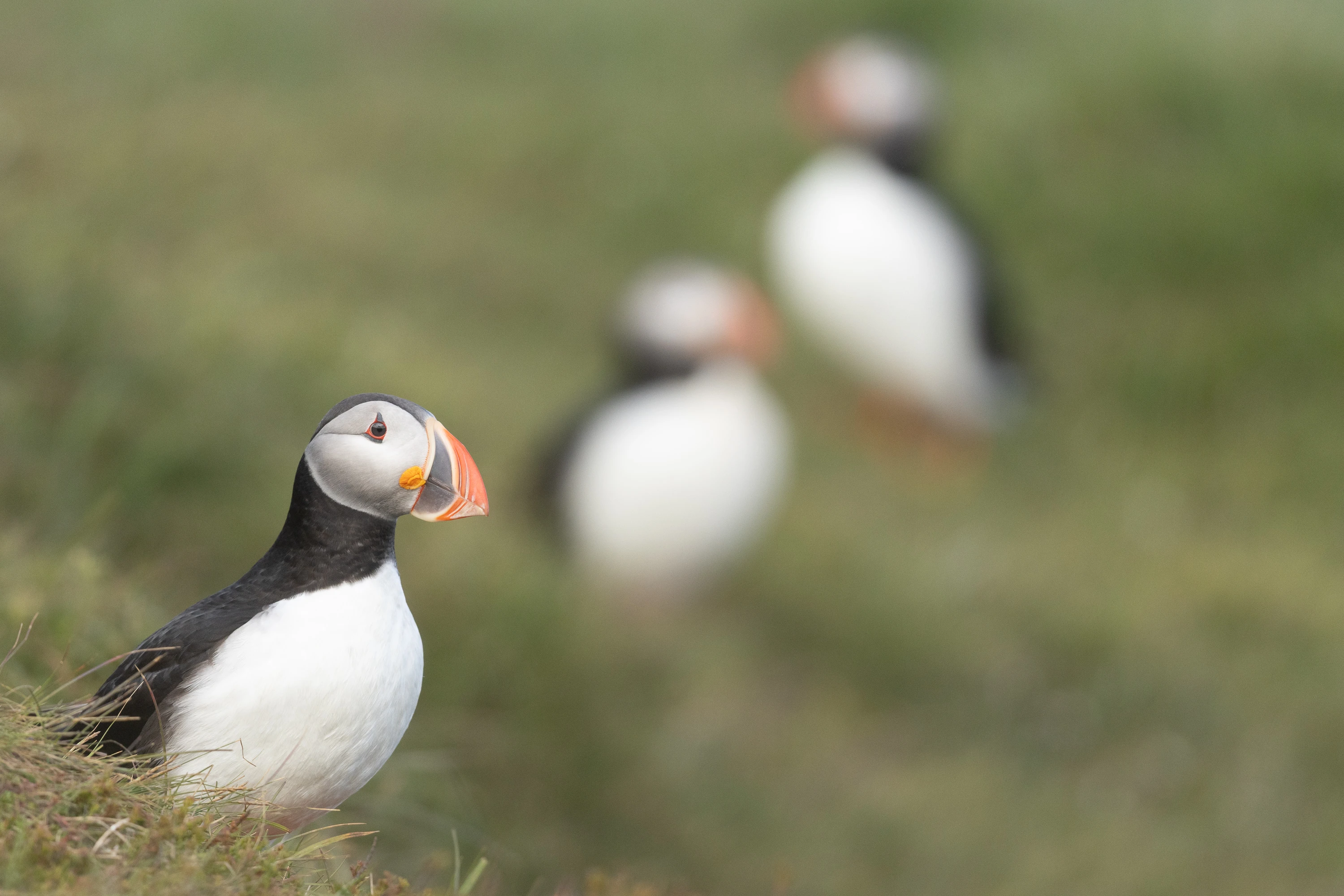 Three puffins resting on a grassy coastal clifftop — original unedited version