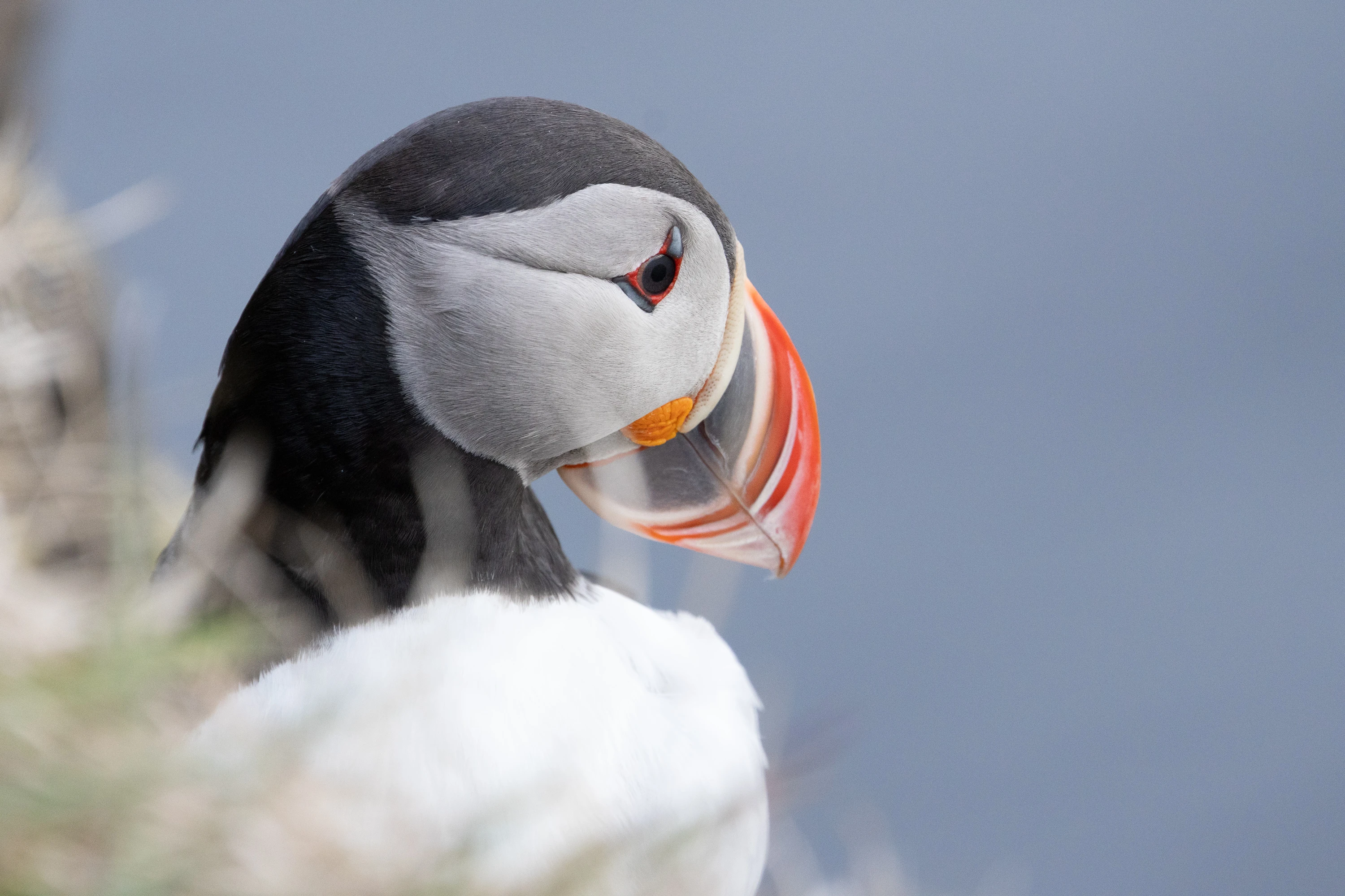 A puffin turns its head showing its colorful beak — original unedited version