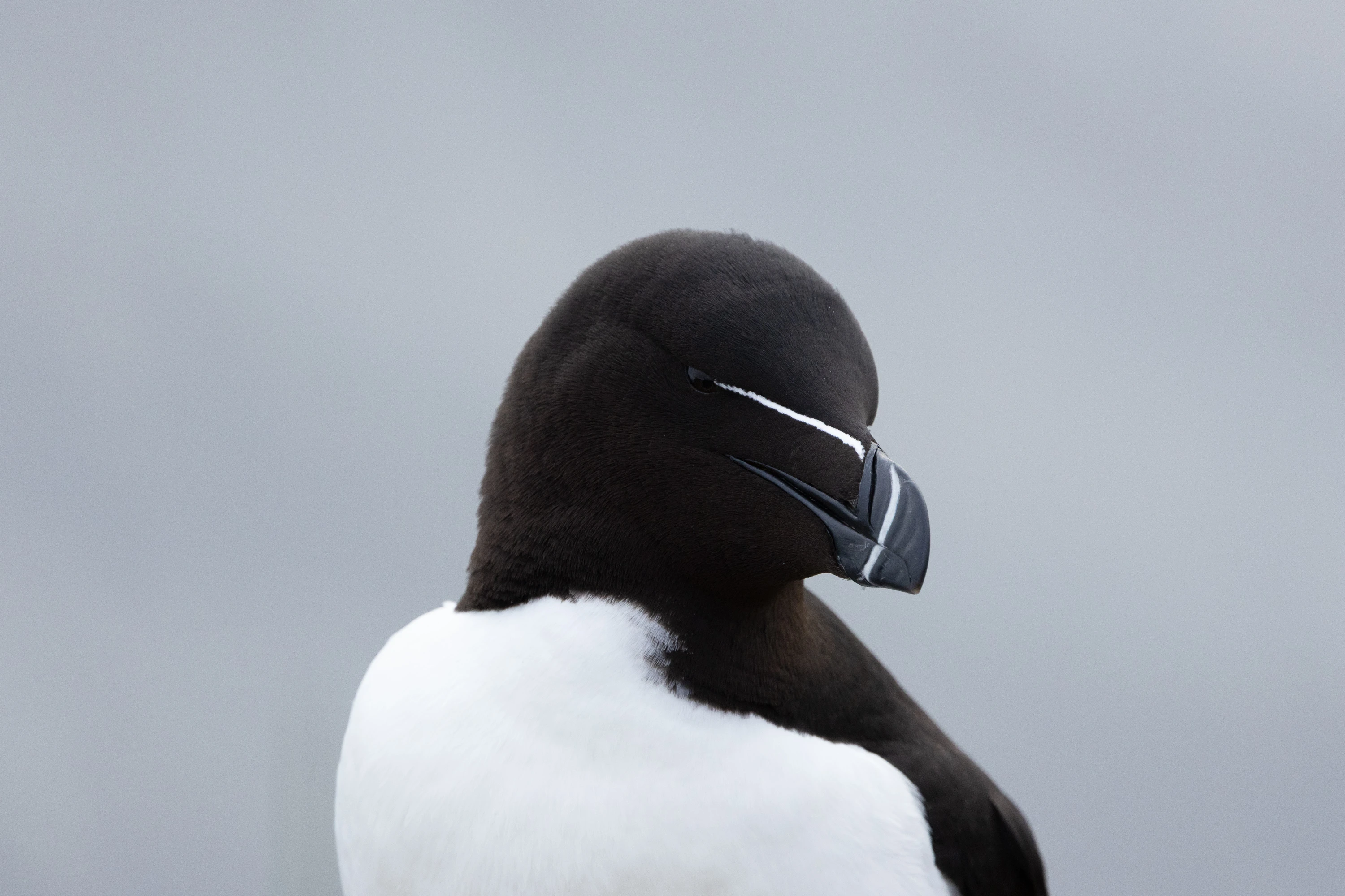 A Razorbill in breeding plumage against a grey background — original unedited version