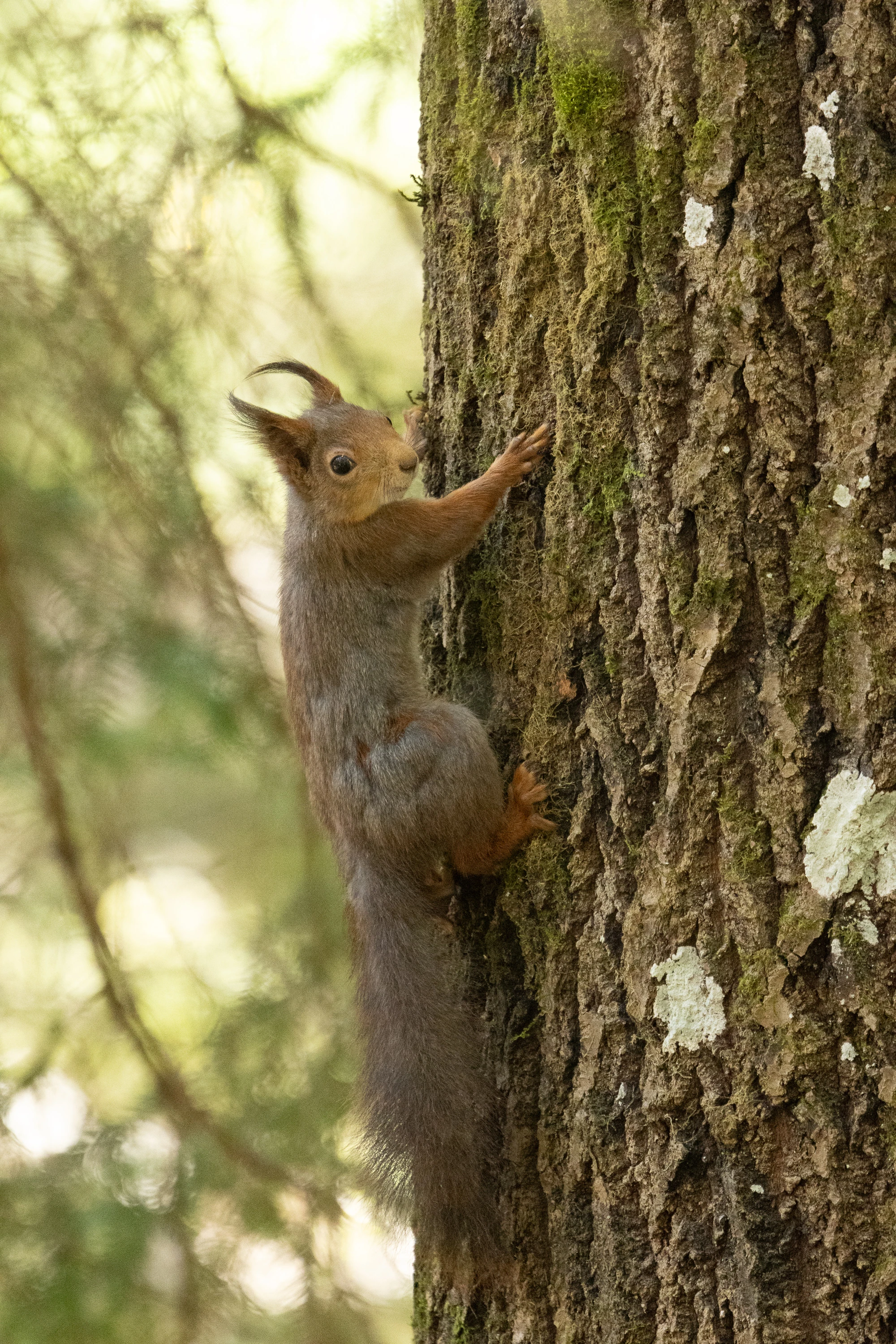 A red squirrel climbing up a moss-covered tree trunk — original unedited version