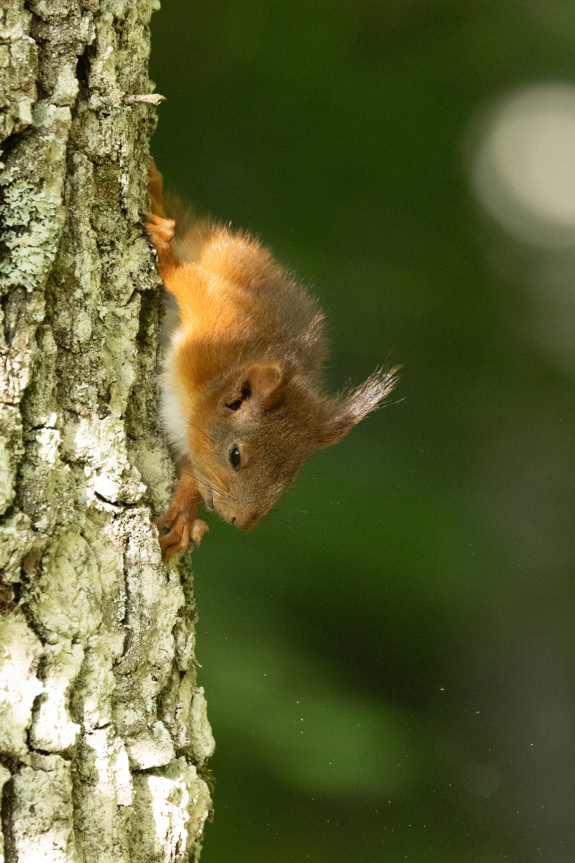 A red squirrel climbing headfirst down a mossy tree trunk — original unedited version