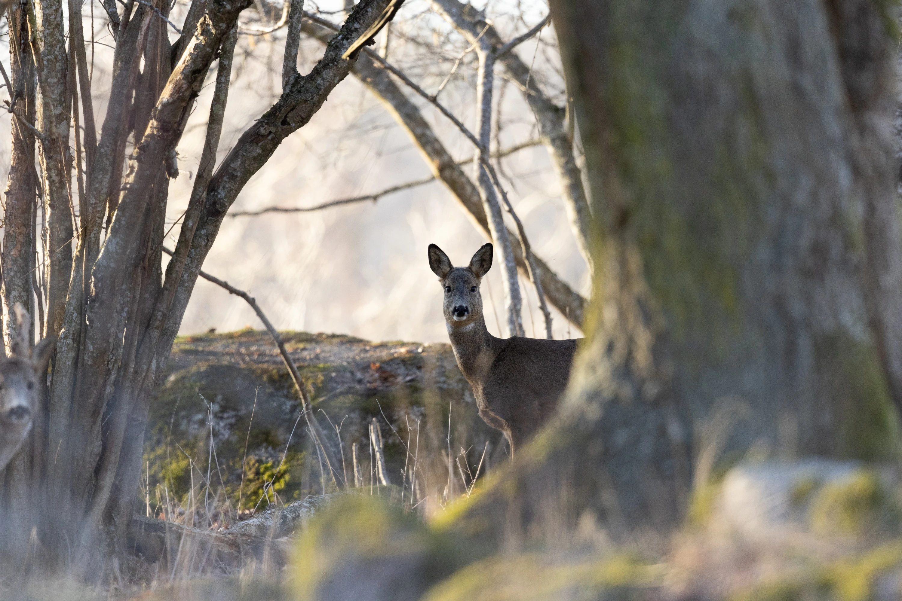 A roe deer stands alert among trees in a forest — original unedited version