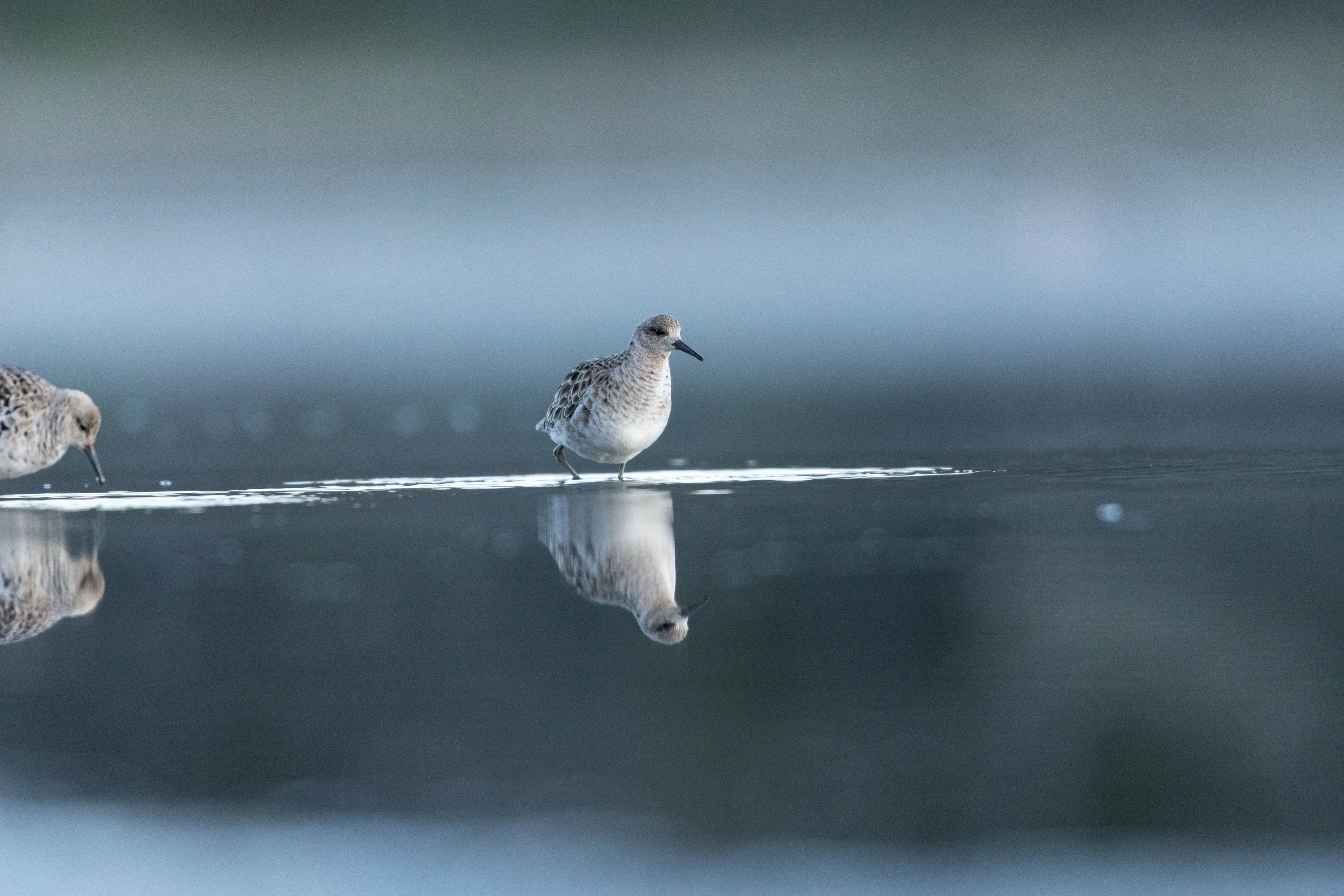 A ruff wading in shallow water with its mirror reflection below — original unedited version