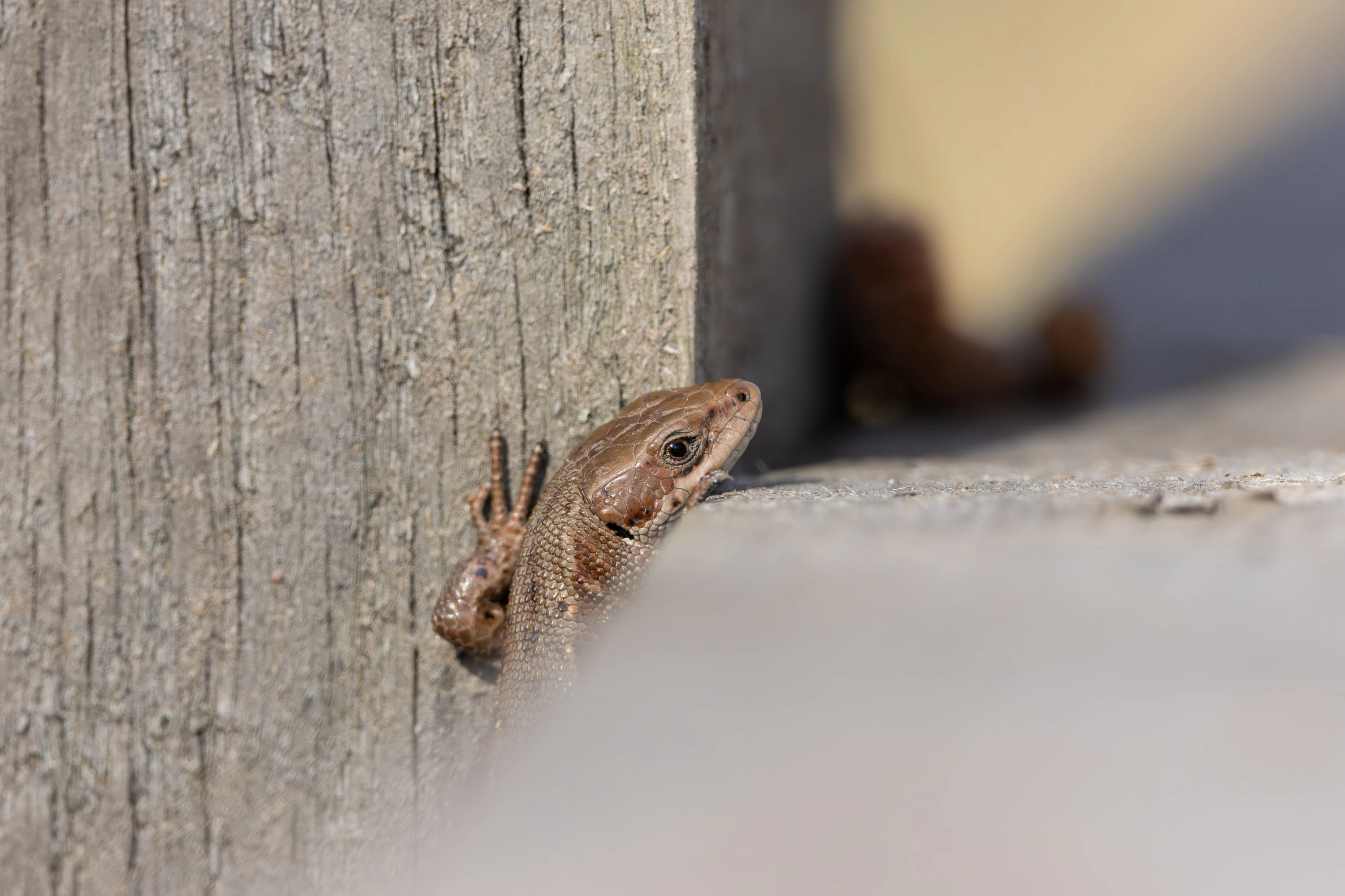 A common lizard peers over weathered wood — original unedited version