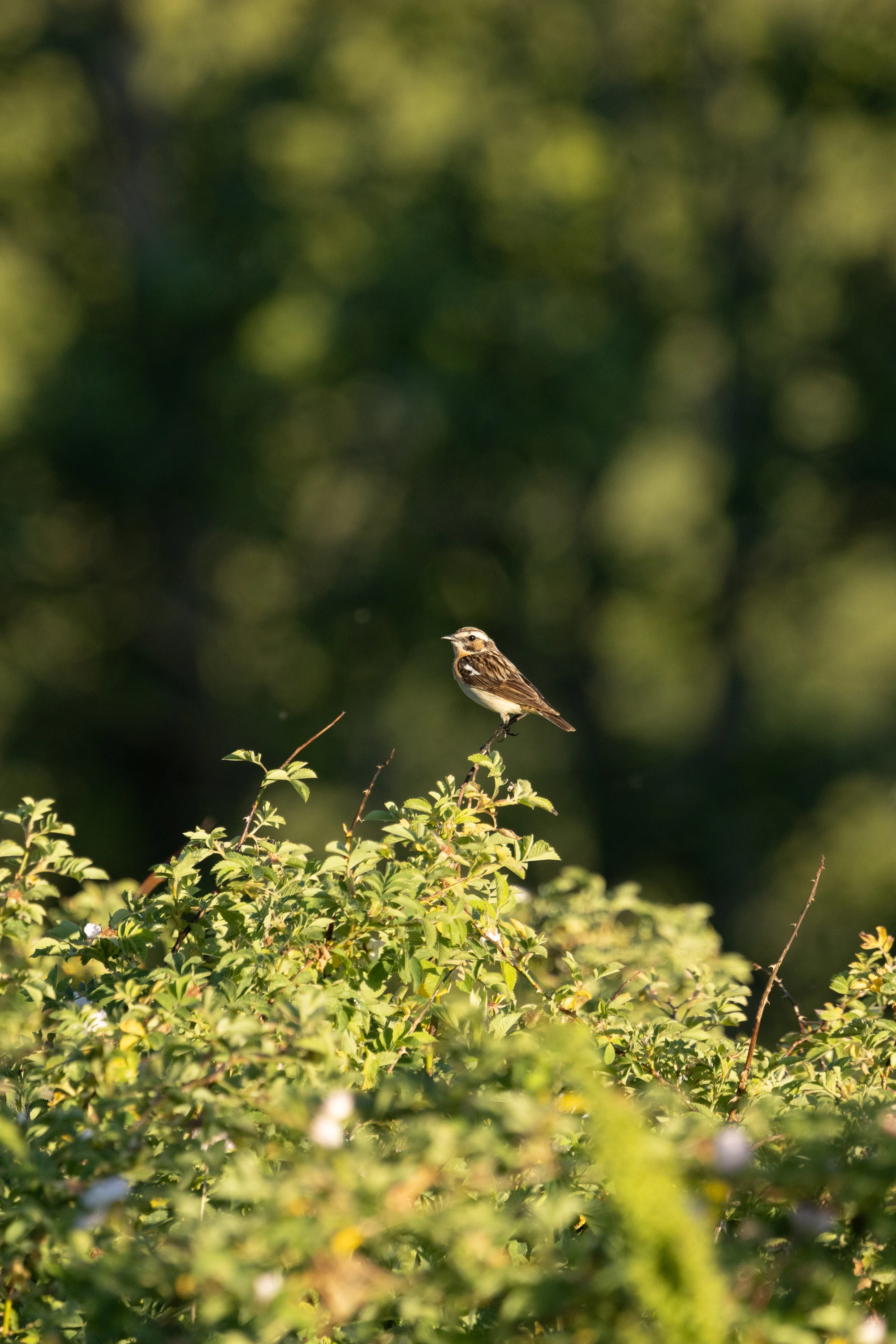 A Whinchat perched atop a green shrub in sunlight — original unedited version
