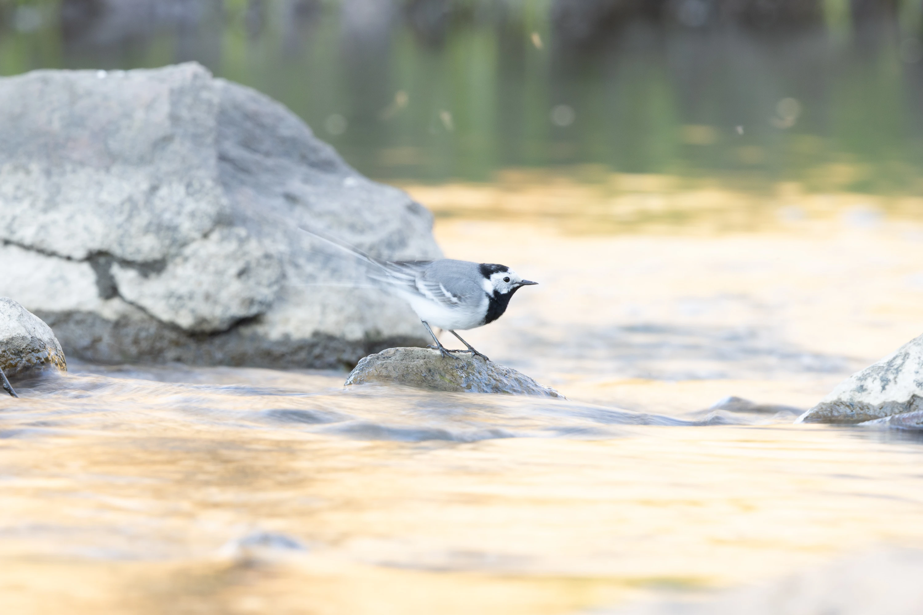 White Wagtail perched on a rock in a shallow stream — original unedited version