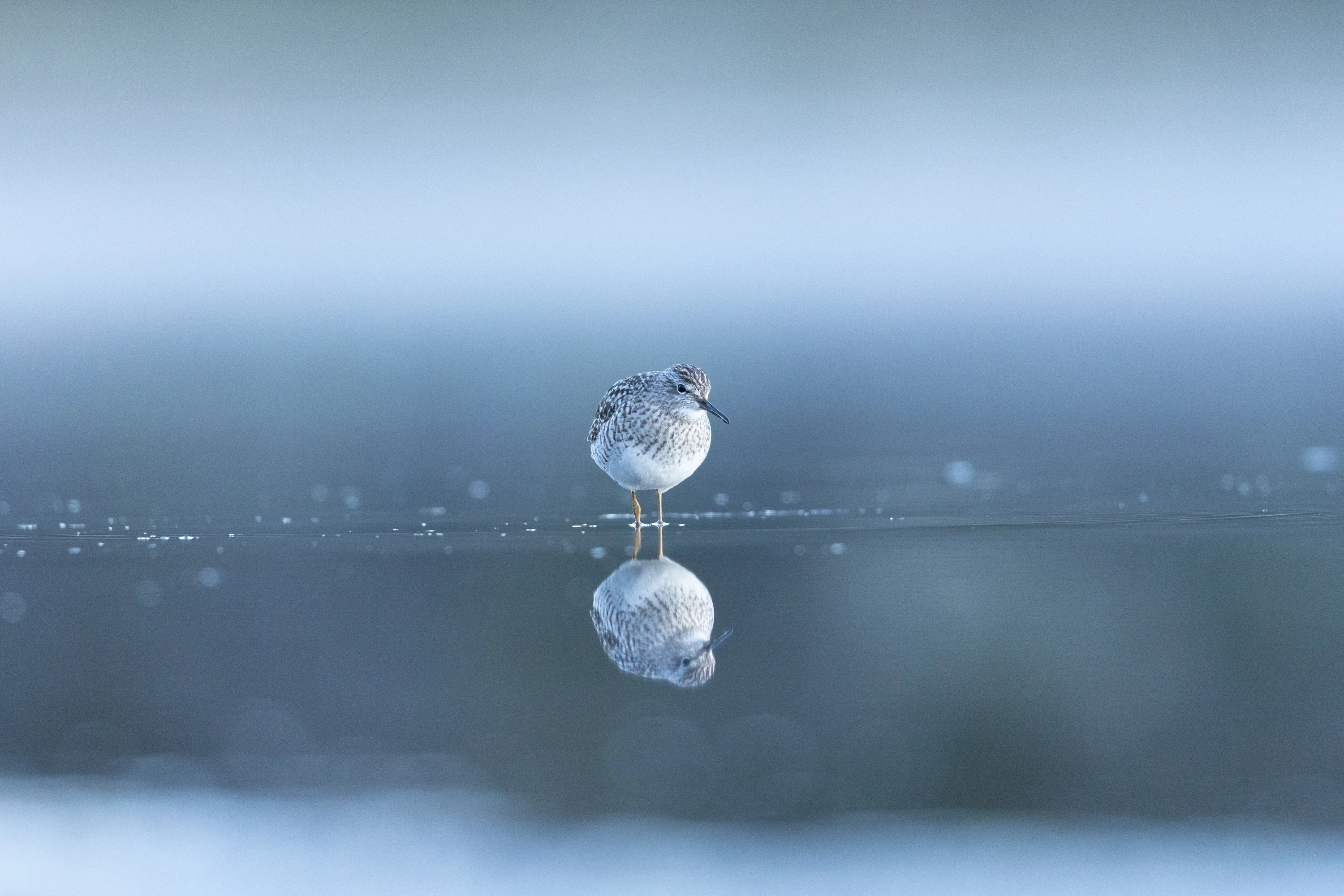 A sandpiper stands in shallow water with a perfect mirror reflection — original unedited version