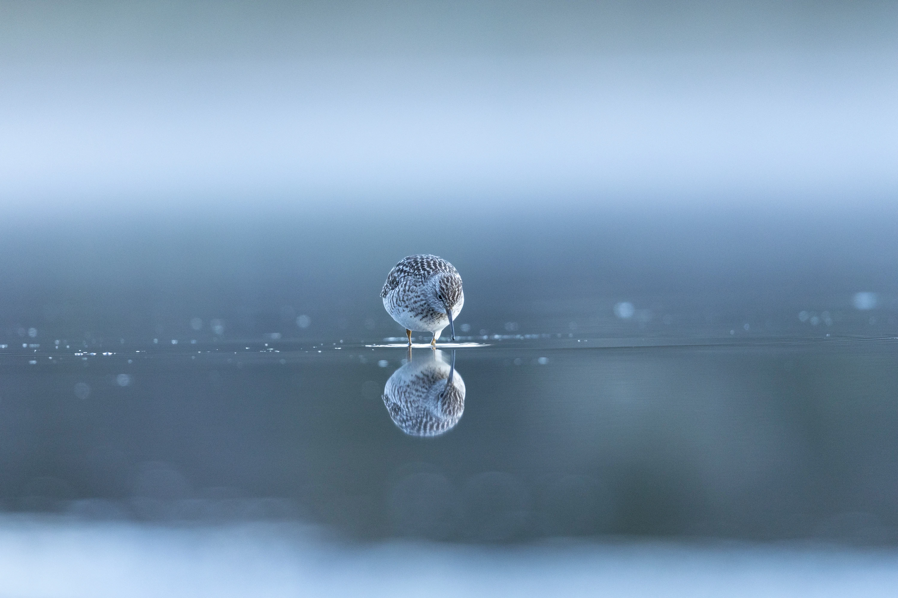 A wood sandpiper standing in shallow water with a soft blue reflection beneath it — original unedited version