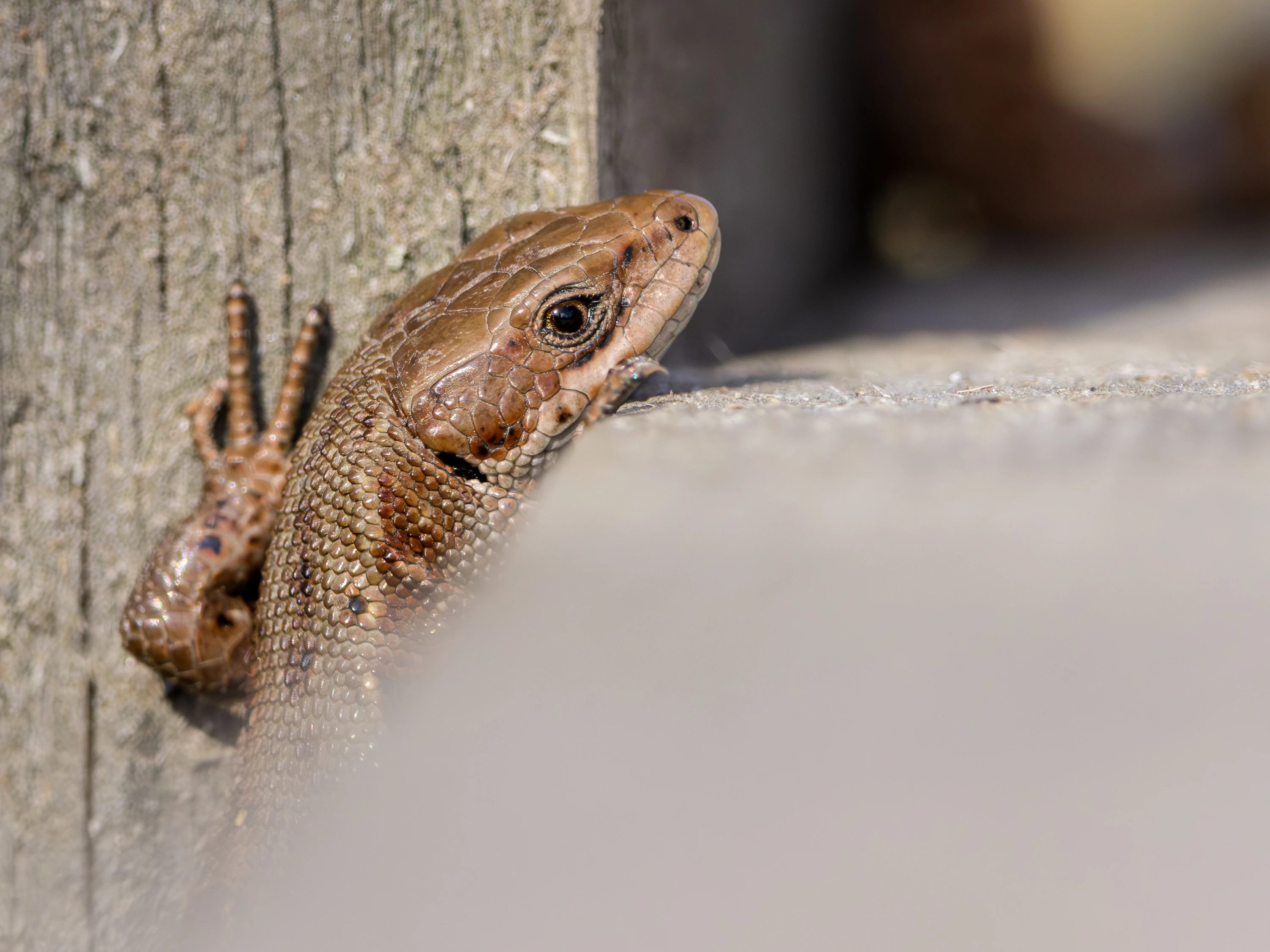 A common lizard peers over weathered wood