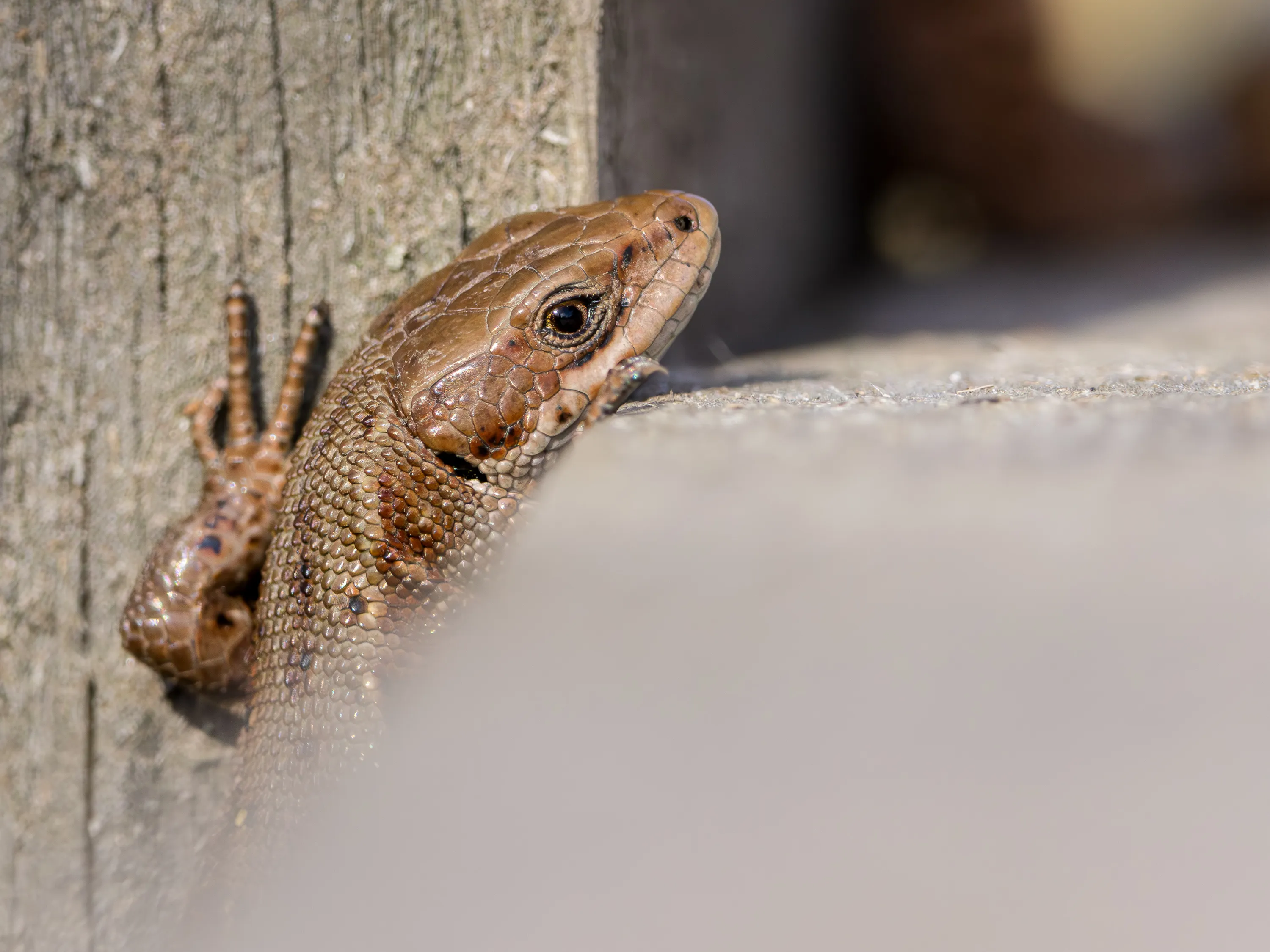 A common lizard peers over weathered wood