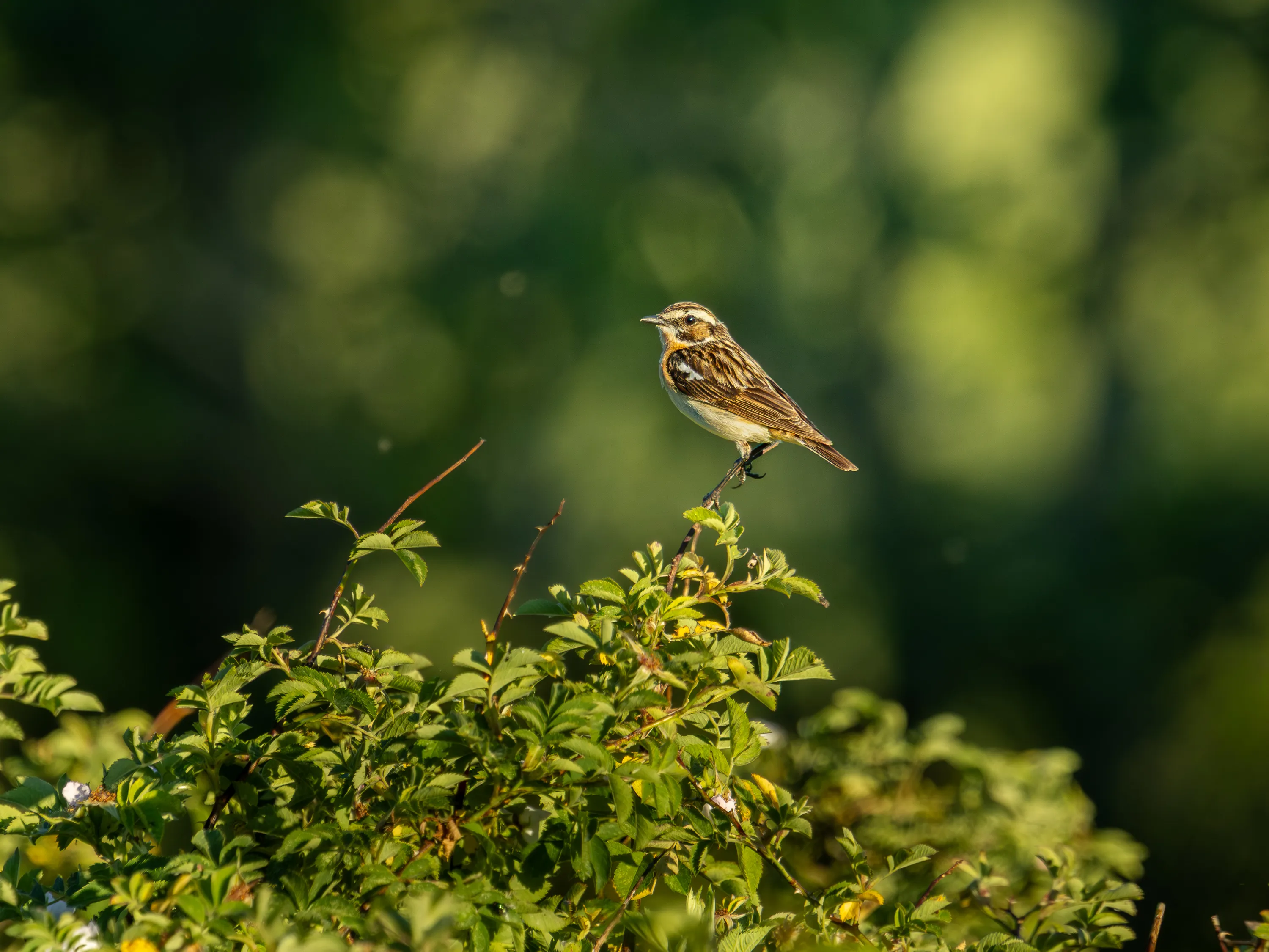 A Whinchat perched atop a green shrub in sunlight