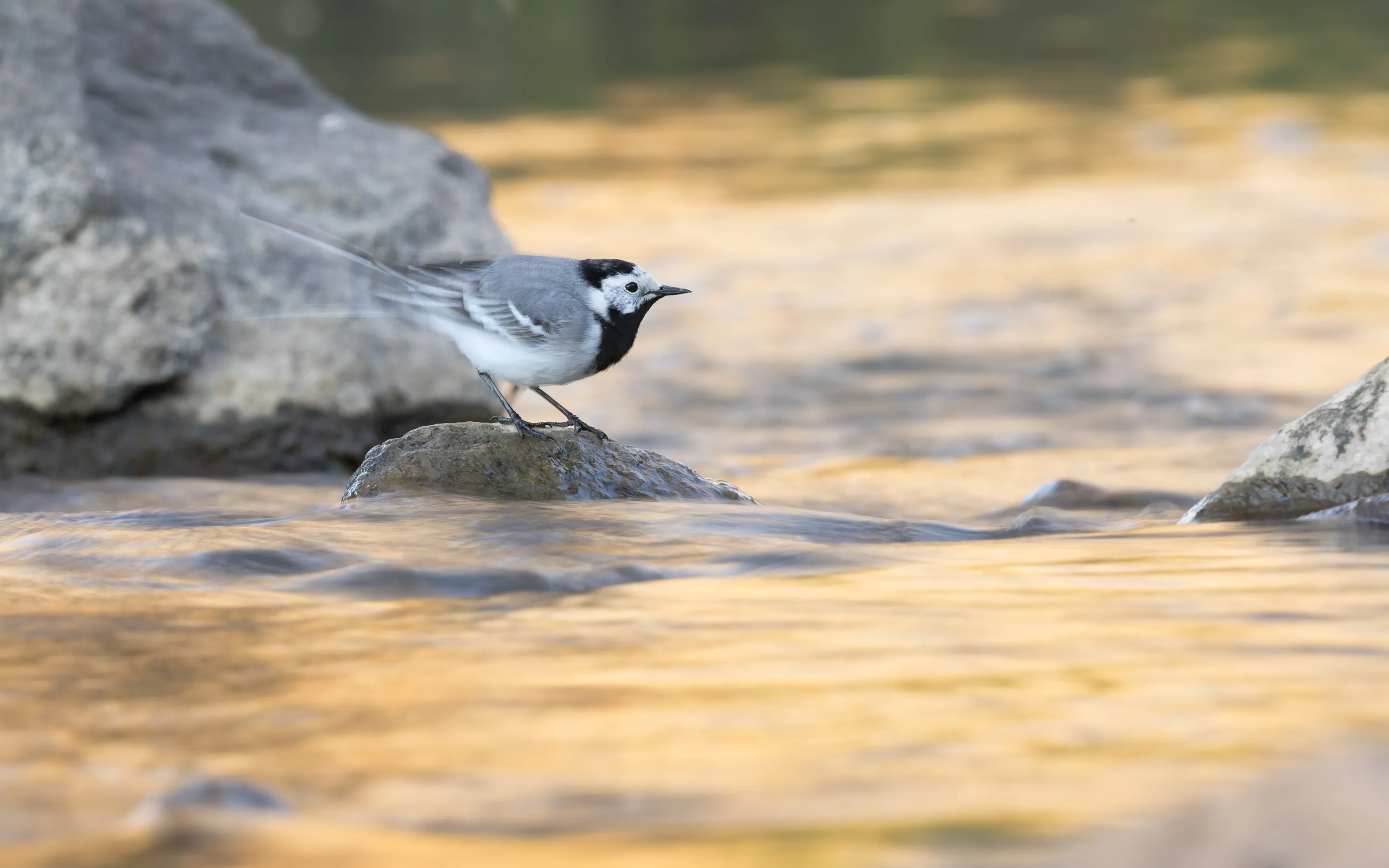 White Wagtail perched on a rock in a shallow stream
