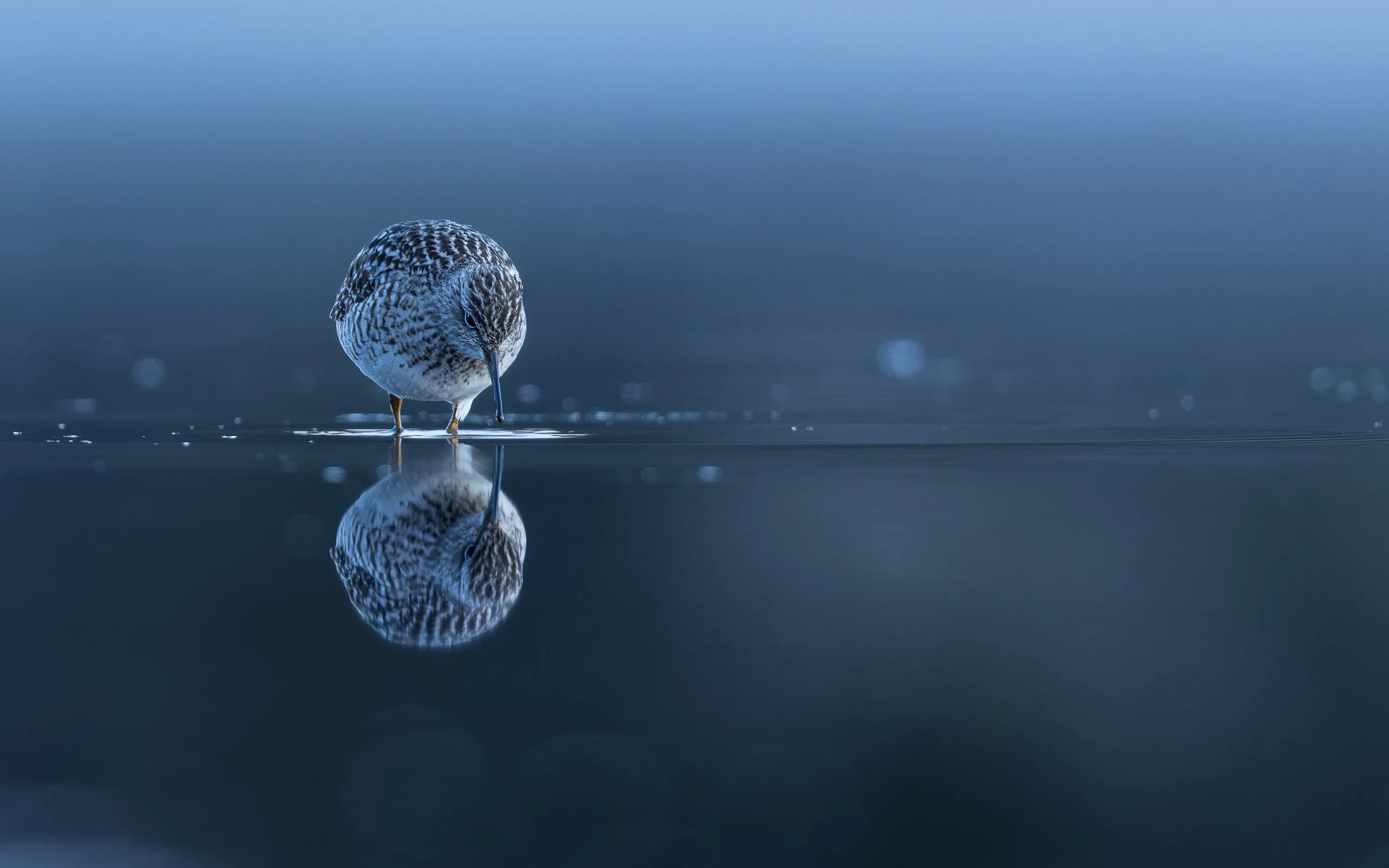 A wood sandpiper standing in shallow water with a soft blue reflection beneath it