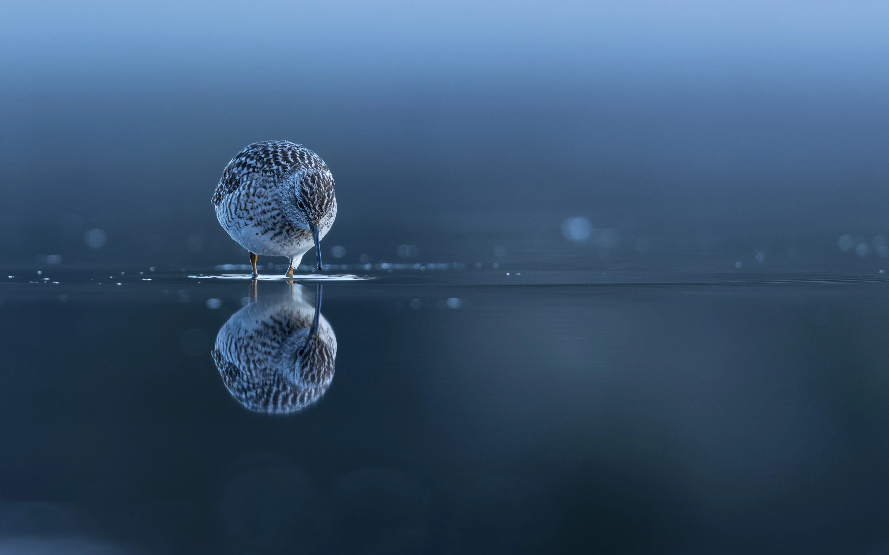 A wood sandpiper standing in shallow water with a soft blue reflection beneath it