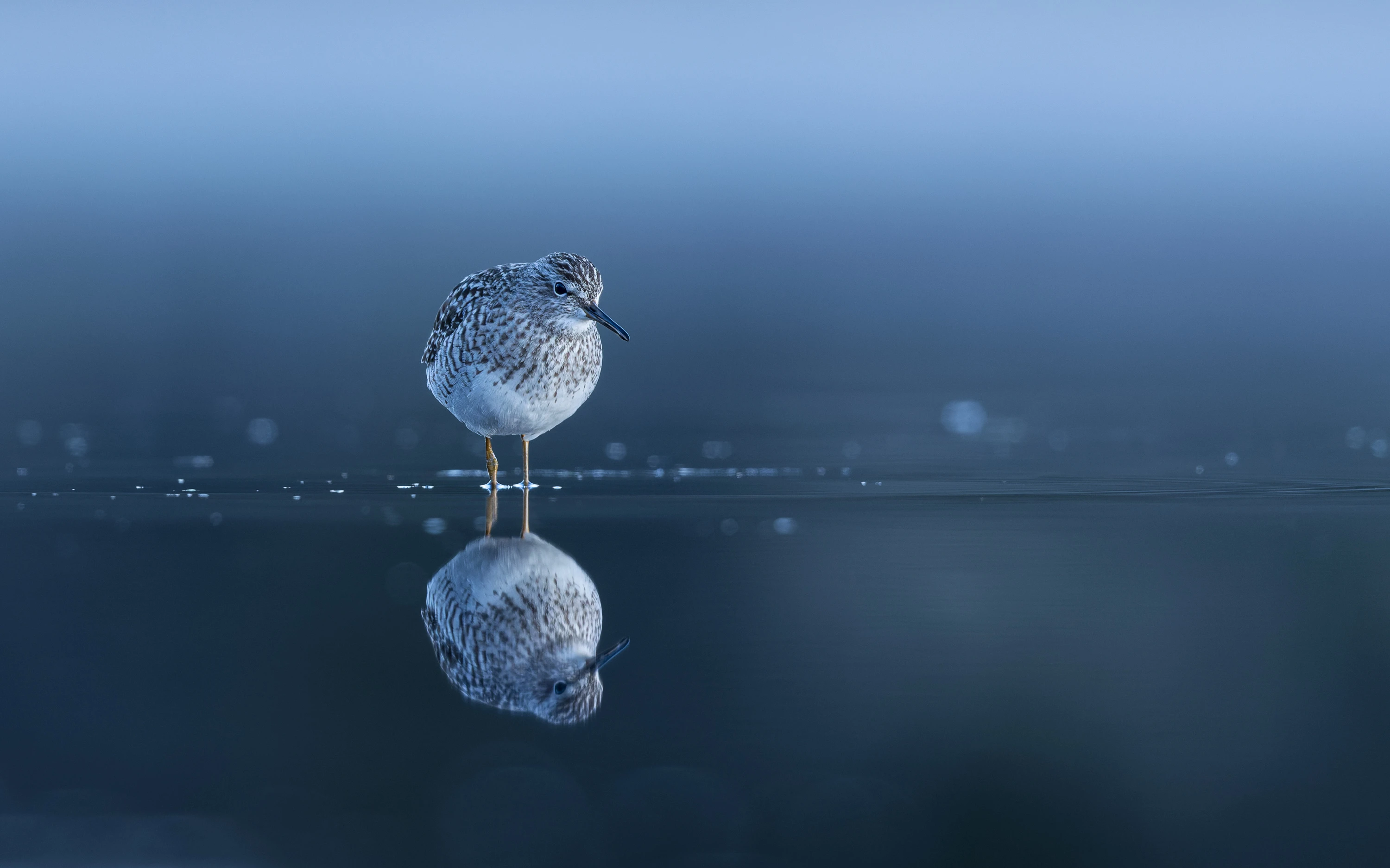 A sandpiper stands in shallow water with a perfect mirror reflection